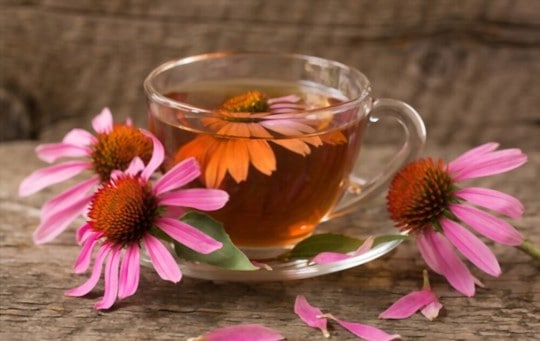 What Does Echinacea Tea Taste Like? Does it Taste Good?