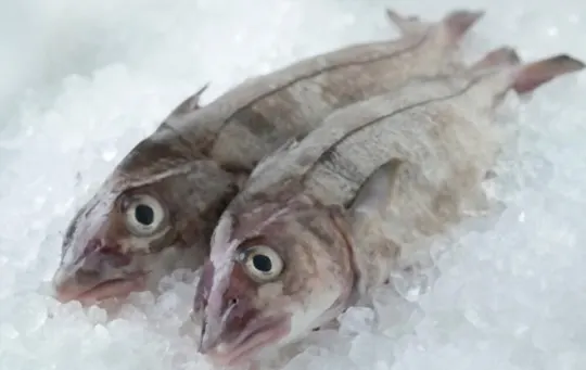 What Does Haddock Fish Taste Like? Does it Taste Good?