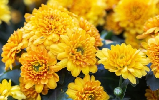 What Does Chrysanthemum Taste Like? Does it Taste Good?