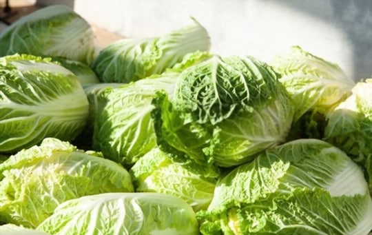 Napa Cabbage vs Green Cabbage: What's the Difference?
