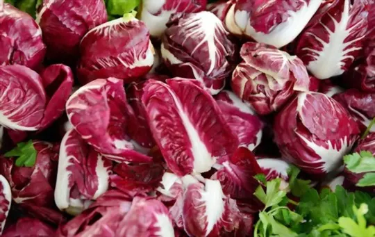 Radicchio vs Red Cabbage: What's the Difference?