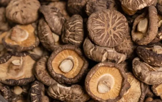 Dried vs Fresh Mushrooms: Which is a Better Option?