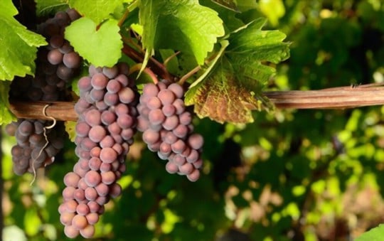 Pinot Blanc vs Pinot Gris: Which is a Better Option?