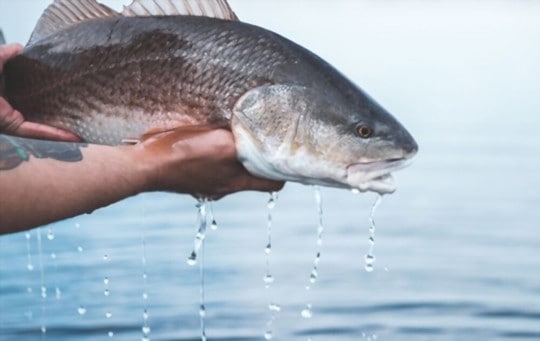 Redfish vs Red Snapper: Which is a Better Option?