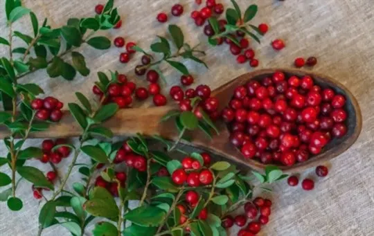 Lingonberry vs Currant: What's the Difference?