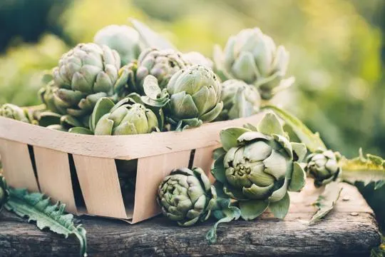 Cardoon vs Artichoke: What's the Difference?