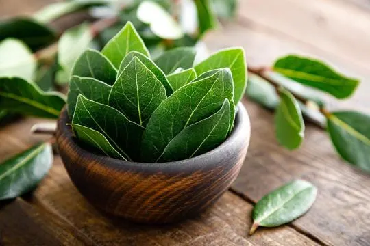 Ground Bay Leaves vs Whole: What's the Difference?