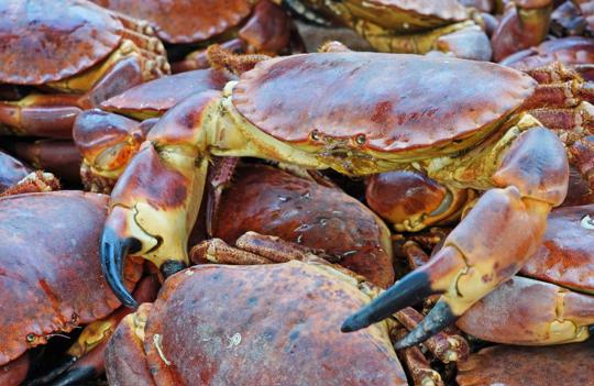 Soft Shell Crab vs Hard Shell Crab: What's the Difference?