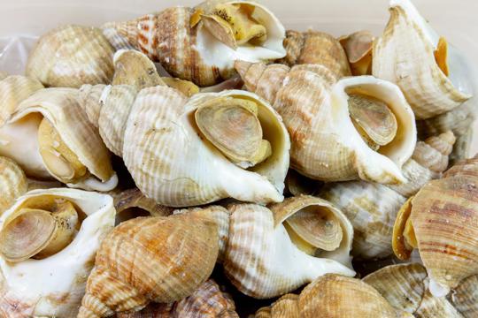 Whelk vs Conch: What's the Difference?