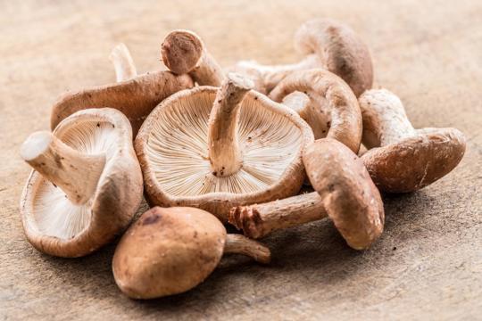 Oyster Mushrooms vs Shiitake Mushrooms: What's the Difference?